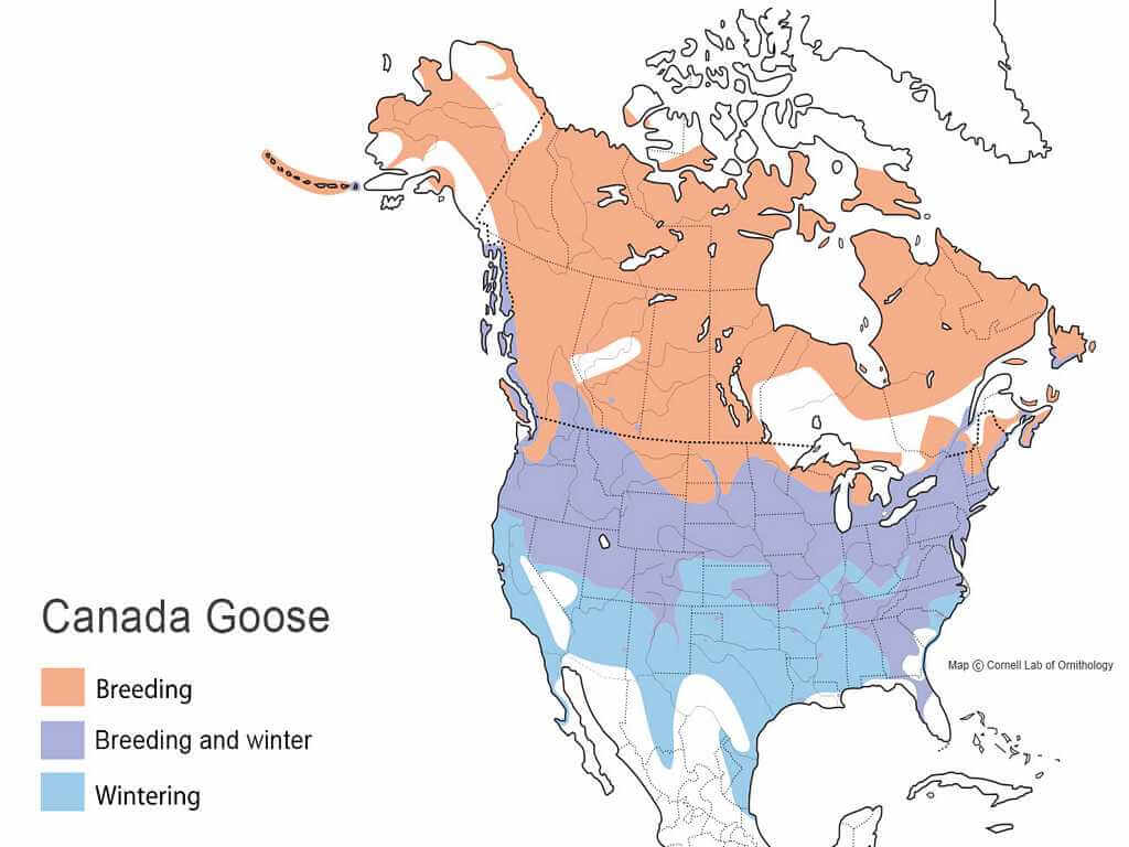 canada-goose-migration-map.jpg